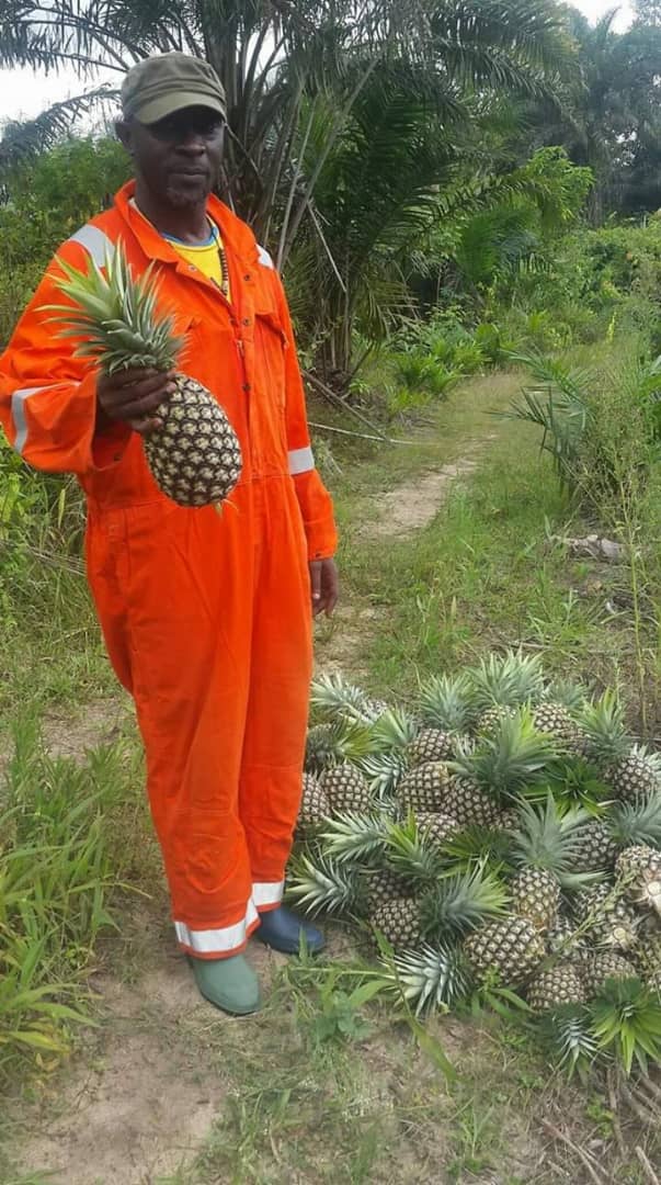 Dehydrated Pineapples