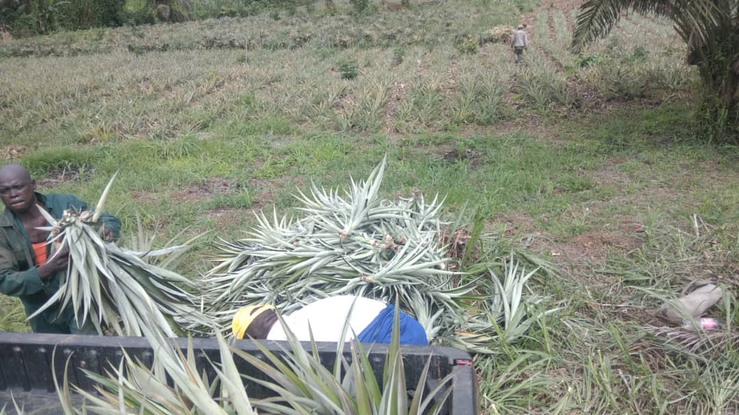 Dehydrated Pineapples