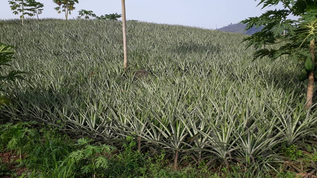 Dehydrated Pineapples